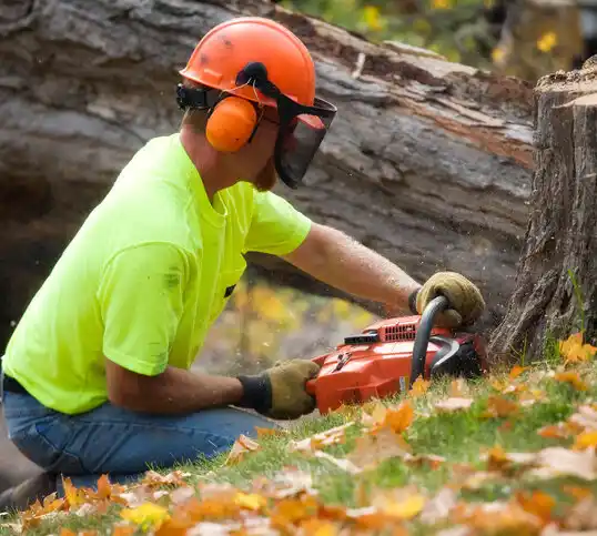 tree services Minot